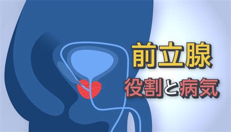 前立腺と精力の関係性！そもそも前立腺って何？ – メンズ形成外。